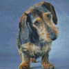 Brown Wire Haired Dachshund Diamond Paintings