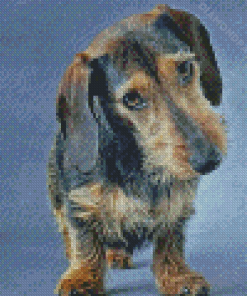 Brown Wire Haired Dachshund Diamond Paintings