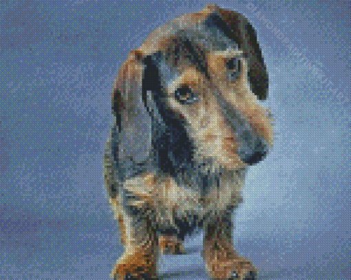 Brown Wire Haired Dachshund Diamond Paintings