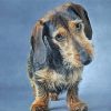 Brown Wire Haired Dachshund Diamond Paintings