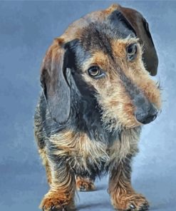 Brown Wire Haired Dachshund Diamond Paintings