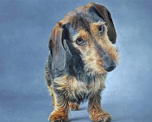 Brown Wire Haired Dachshund Diamond Paintings