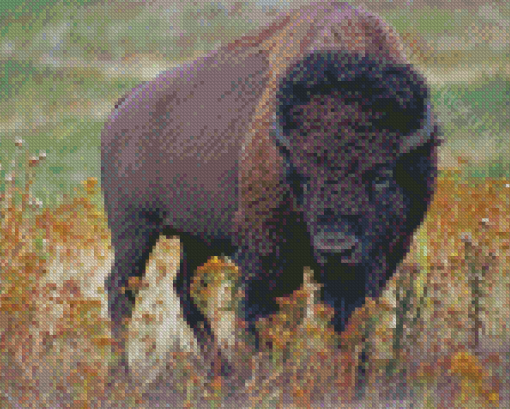 Buffalo Diamond Paintings