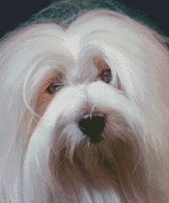 Cotton Tulear Diamond Paintings