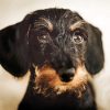 Cute Wire Haired Dachshund Diamond Paintings