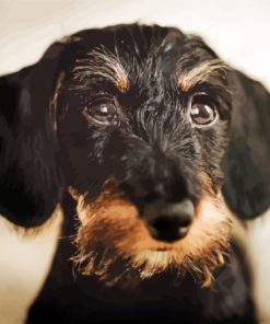 Cute Wire Haired Dachshund Diamond Paintings