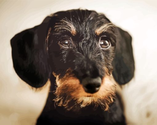 Cute Wire Haired Dachshund Diamond Paintings