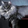 Fluffy Long Hair Grey Cat Diamond Paintings