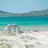 Horse In Luskintyre Beach Diamond Paintings