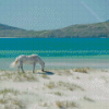 Horse In Luskintyre Beach Diamond Paintings