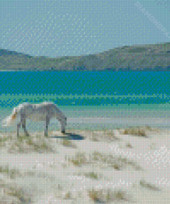 Horse In Luskintyre Beach Diamond Paintings