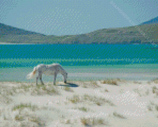 Horse In Luskintyre Beach Diamond Paintings