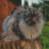 Long Hair Grey Cat Sitting On Wood Diamond Paintings