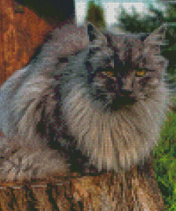 Long Hair Grey Cat Sitting On Wood Diamond Paintings