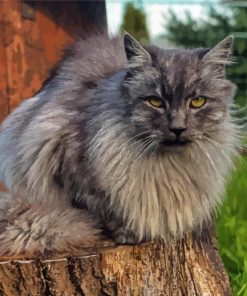 Long Hair Grey Cat Sitting On Wood Diamond Paintings