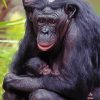 Mom Chimpanzee Diamond Paintings