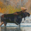 Moose Animal In River Diamond Paintings