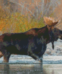 Moose Animal In River Diamond Paintings