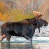 Moose Animal In River Diamond Paintings