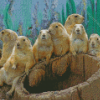 Prairie Dogs Animals Diamond Paintings