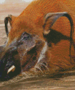 Red River Hog Swimming Diamond Paintings