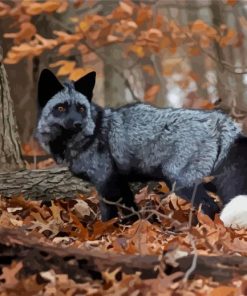 Silver Fox Animal Diamond Paintings