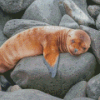 Sleepy Galapagos Sea Lion Diamond Paintings