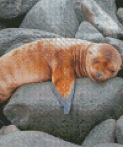 Sleepy Galapagos Sea Lion Diamond Paintings