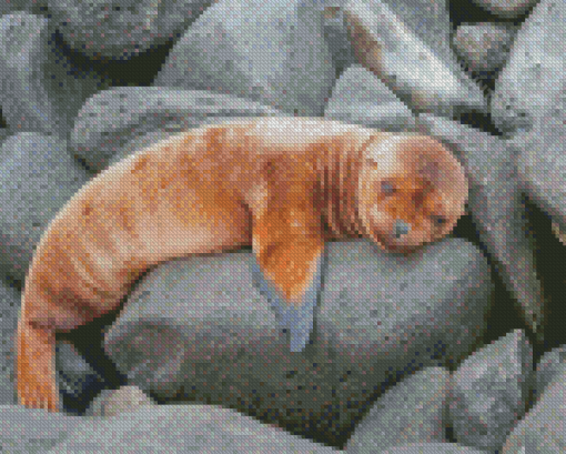 Sleepy Galapagos Sea Lion Diamond Paintings