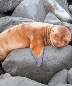 Sleepy Galapagos Sea Lion Diamond Paintings