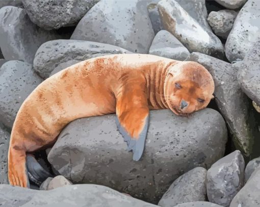 Sleepy Galapagos Sea Lion Diamond Paintings