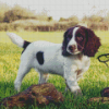 Springer Spaniel Diamond Paintings