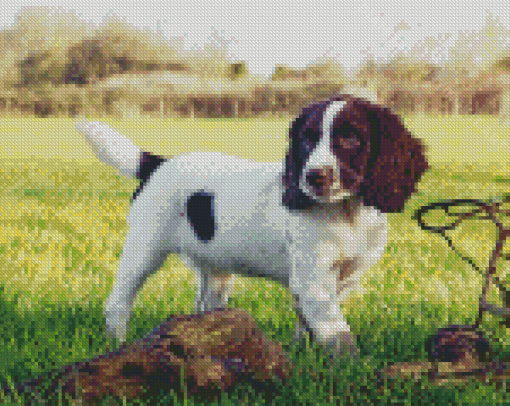 Springer Spaniel Diamond Paintings