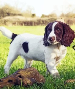 Springer Spaniel Diamond Paintings