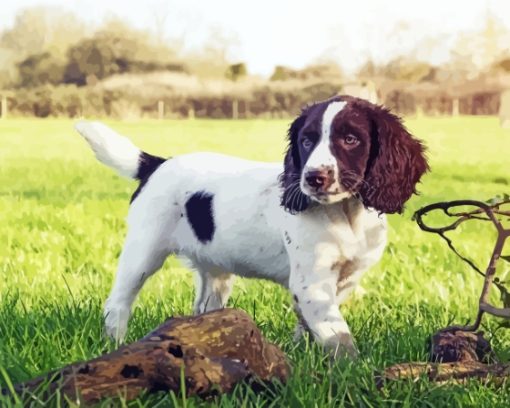 Springer Spaniel Diamond Paintings