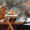 Squirrel And Bird Eating Diamond Paintings