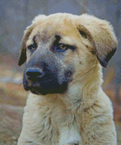 The Anatolian Dog Diamond Paintings