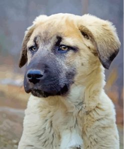 The Anatolian Dog Diamond Paintings