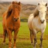 White And Brown Icelandic Pony Horses Diamond Paintings