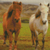 White And Brown Icelandic Pony Horses Diamond Paintings