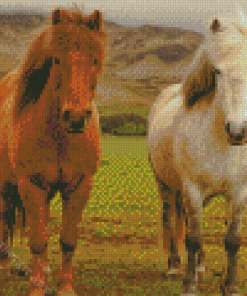 White And Brown Icelandic Pony Horses Diamond Paintings