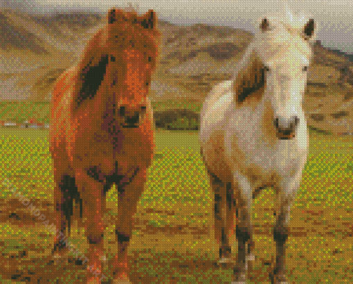 White And Brown Icelandic Pony Horses Diamond Paintings