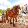 White Brown Clydesdales In Farm Diamond Paintings