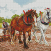 White Brown Clydesdales In Farm Diamond Paintings