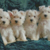 White Miniature Schnauzer Puppies Diamond Paintings