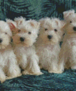 White Miniature Schnauzer Puppies Diamond Paintings