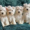 White Miniature Schnauzer Puppies Diamond Paintings