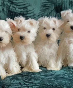 White Miniature Schnauzer Puppies Diamond Paintings