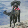 Aesthetic Portuguese Water Dog Diamond Paintings