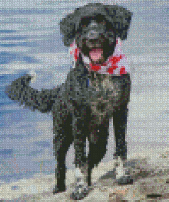 Aesthetic Portuguese Water Dog Diamond Paintings